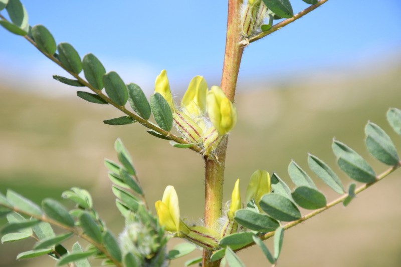 Astragalus baissunensis photo 8
