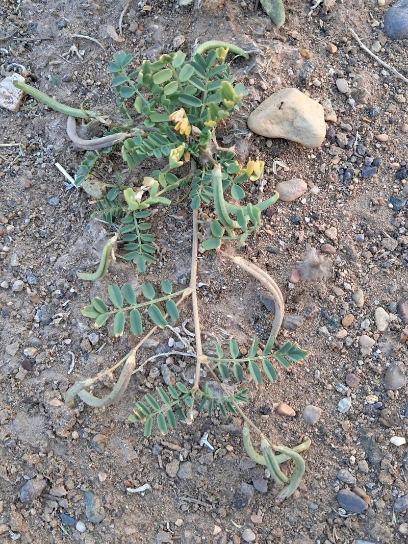 Astragalus bakaliensis