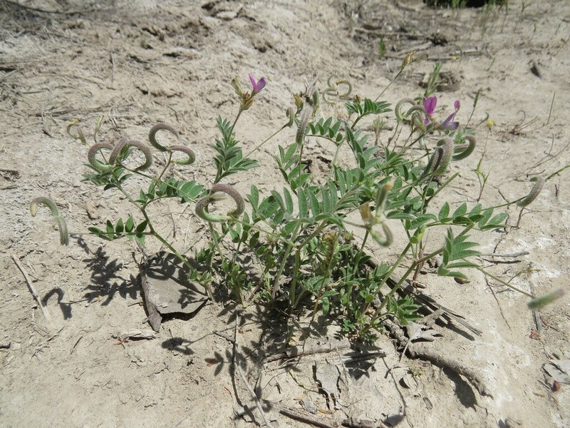 Astragalus bakaliensis photo 3