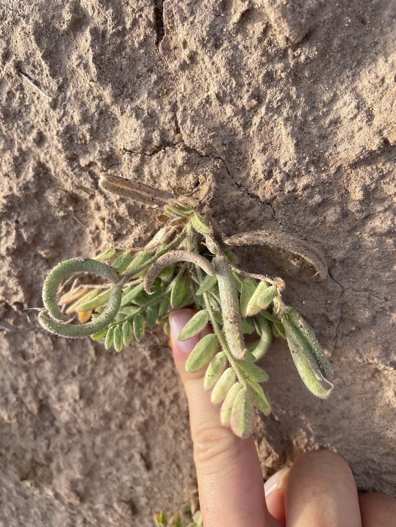 Astragalus bakaliensis photo 4