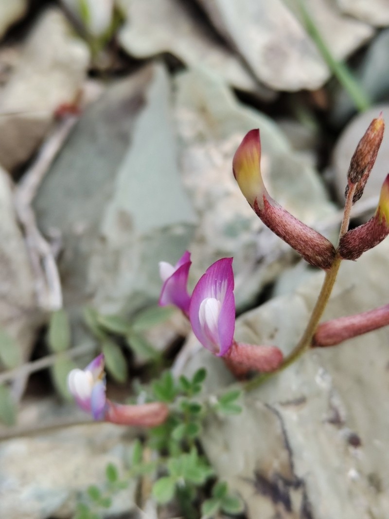 Astragalus bakaliensis photo 5