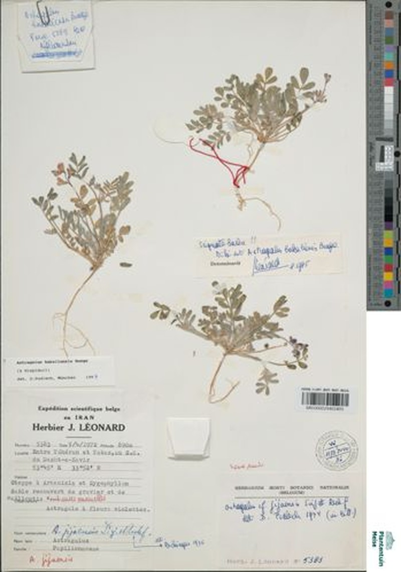 Astragalus bakaliensis photo 2