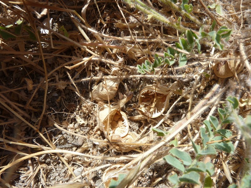 Astragalus bakuensis photo 2