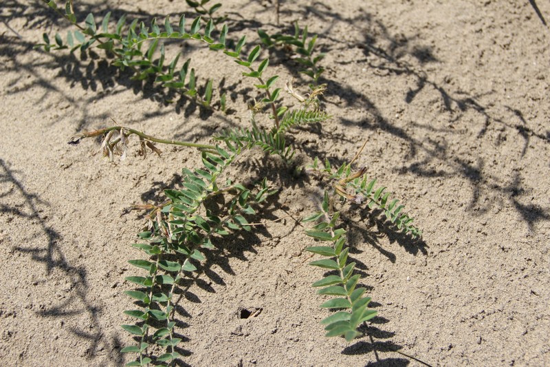 Astragalus bakuensis photo 3