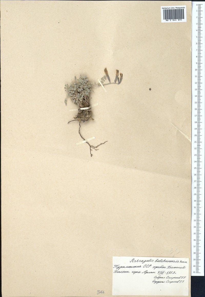 Astragalus balchanensis