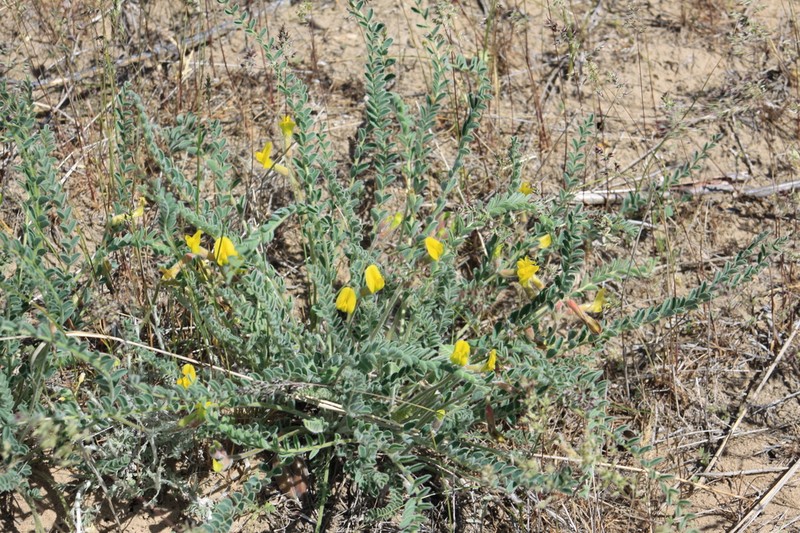 Astragalus balchaschensis photo 2
