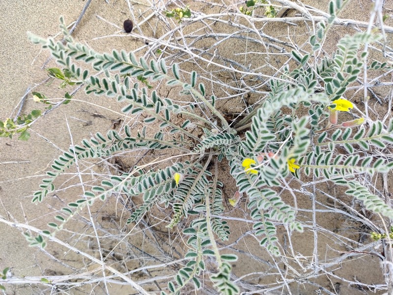 Astragalus balchaschensis photo 3