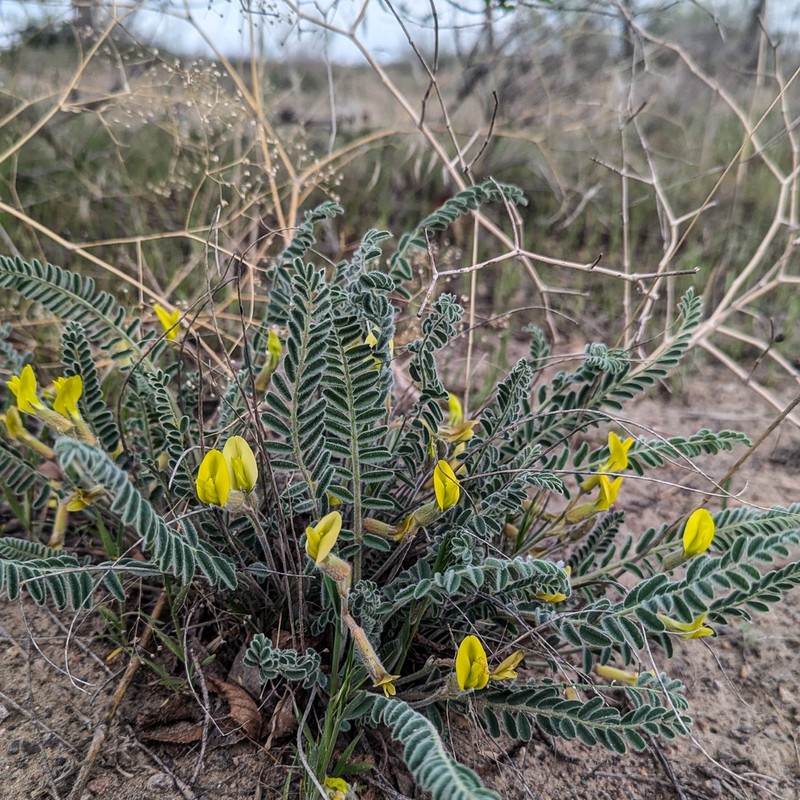 Astragalus balchaschensis photo 4
