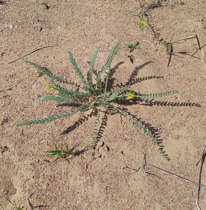 Astragalus balchaschensis photo 5