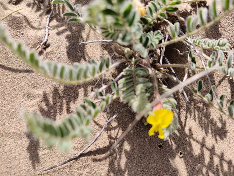 Astragalus balchaschensis photo 6