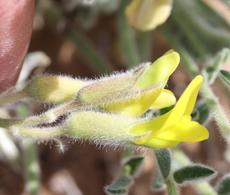Astragalus balchaschensis photo 7