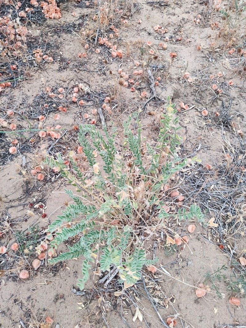 Astragalus balchaschensis photo 8