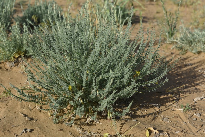 Astragalus balchaschensis
