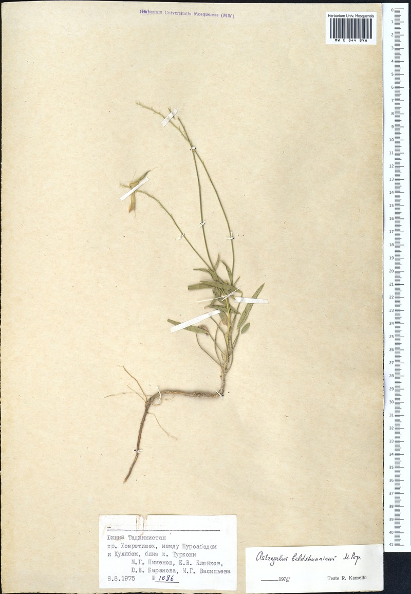Astragalus baldshuanicus
