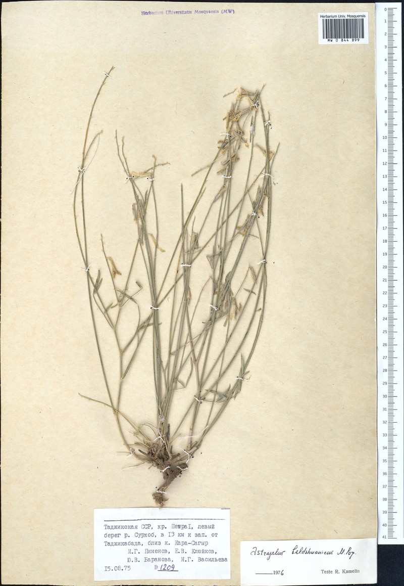 Astragalus baldshuanicus photo 2