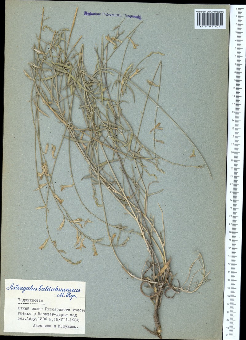Astragalus baldshuanicus photo 3