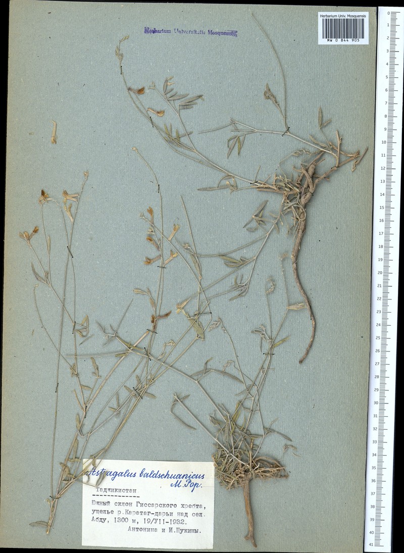 Astragalus baldshuanicus photo 4