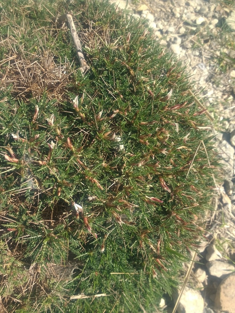 Astragalus balearicus photo 3