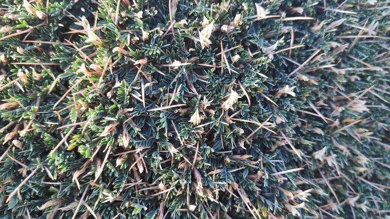 Astragalus balearicus photo 5