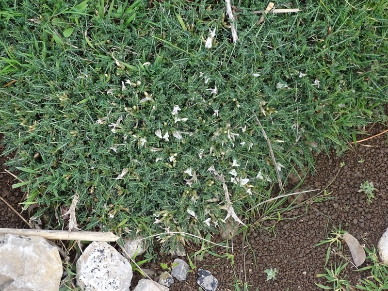 Astragalus balearicus photo 6