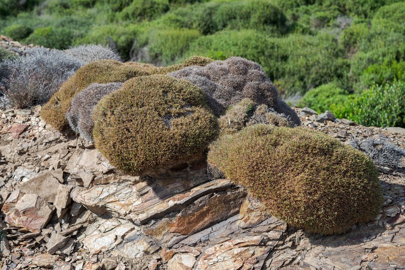Astragalus balearicus photo 7