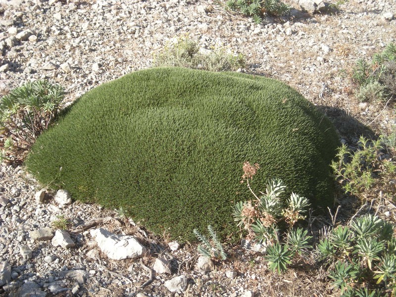Astragalus balearicus photo 2