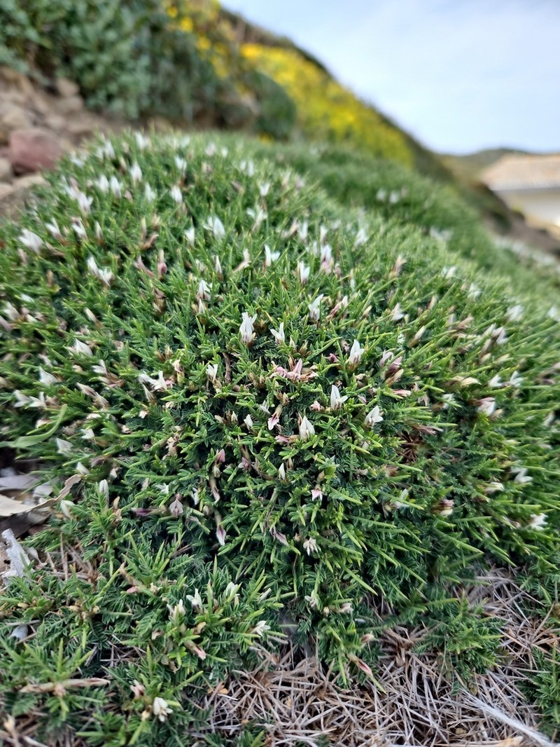 Astragalus balearicus photo 3