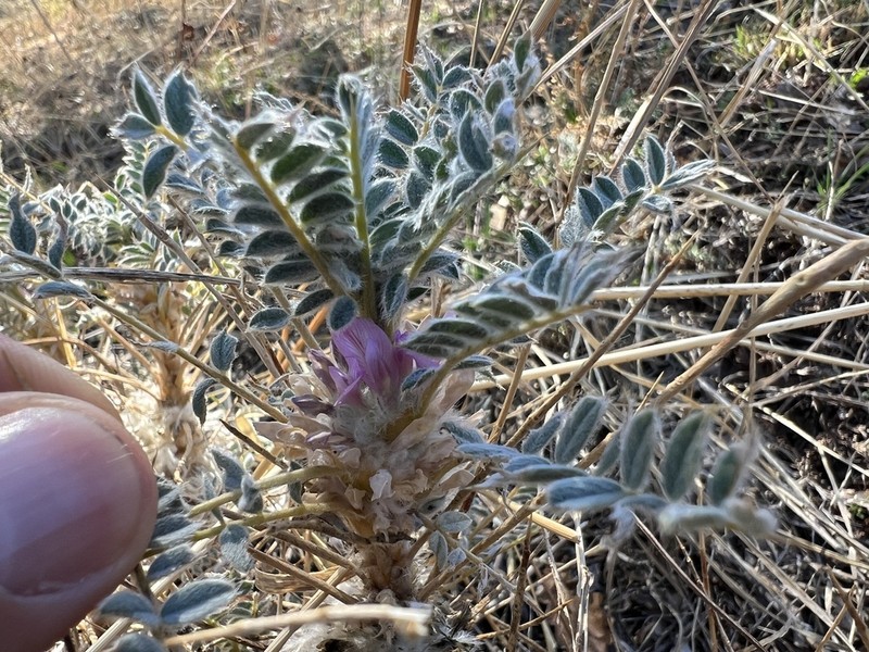 Astragalus barba-jovis