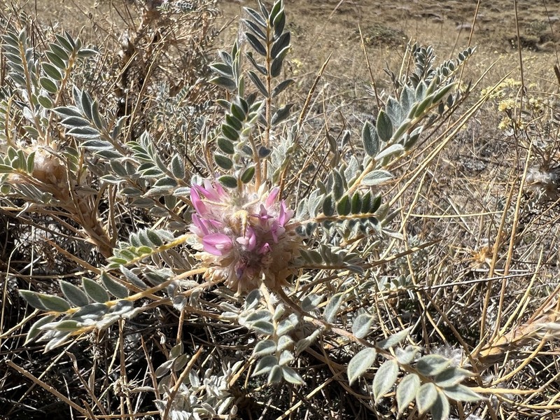 Astragalus barba-jovis photo 2