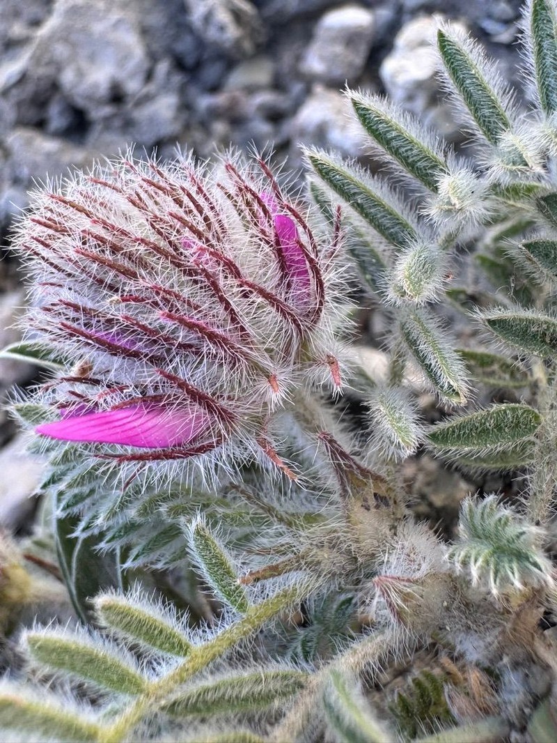 Astragalus barbatus photo 3