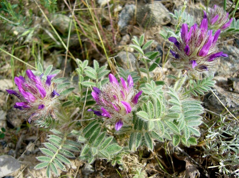 Astragalus barbatus photo 4