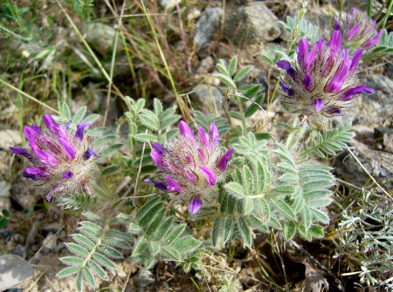 Astragalus barbatus photo 5