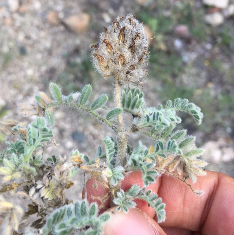 Astragalus barbatus photo 2