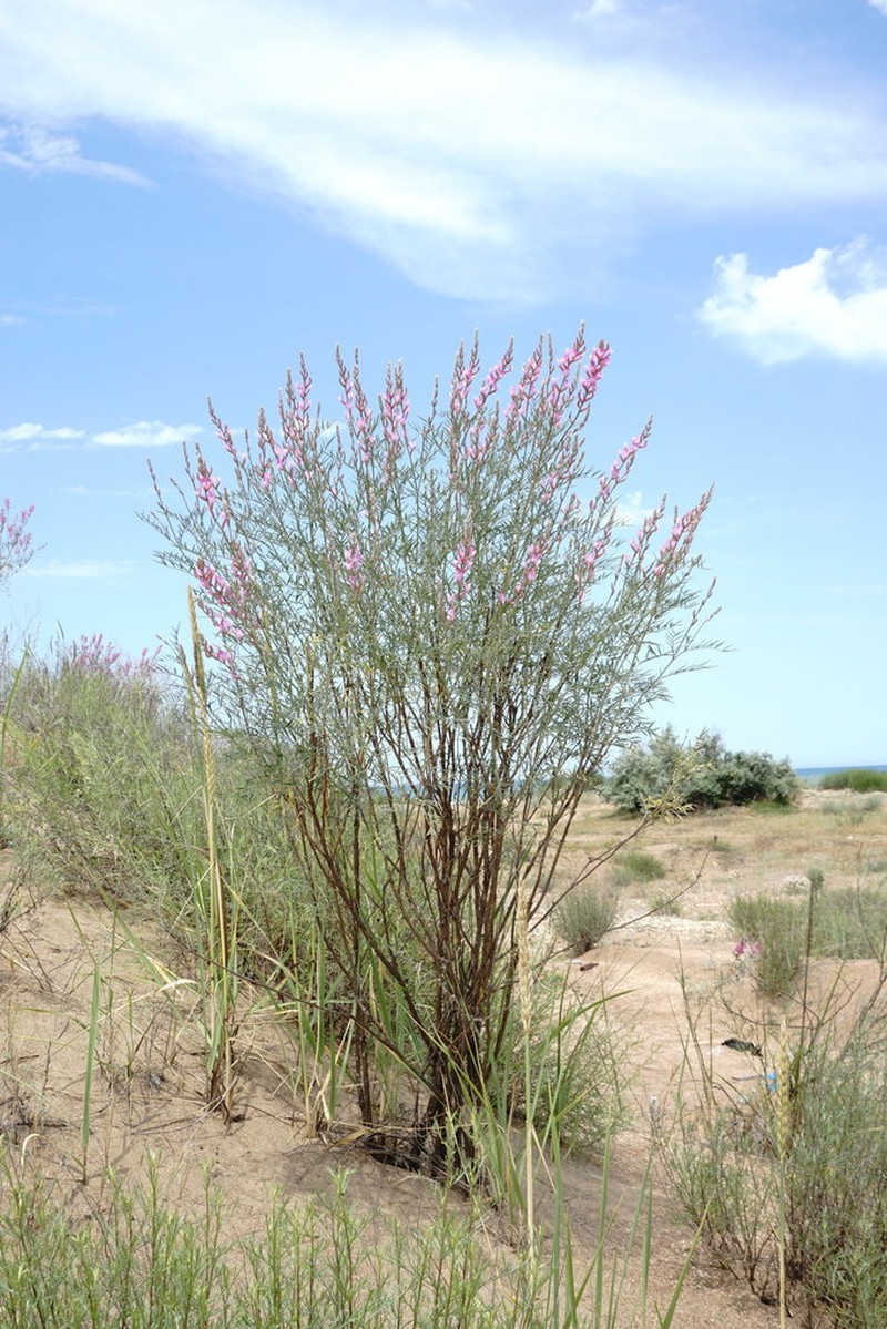 Astragalus barbidens photo 2