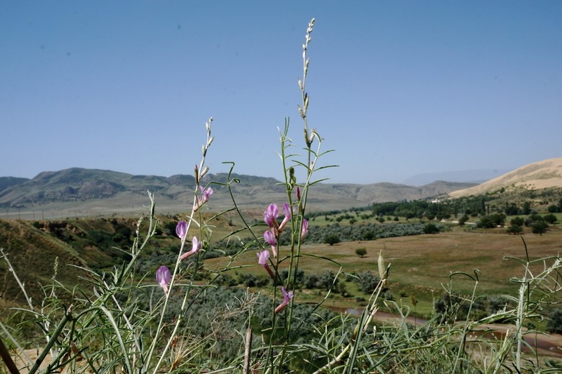 Astragalus barbidens photo 3