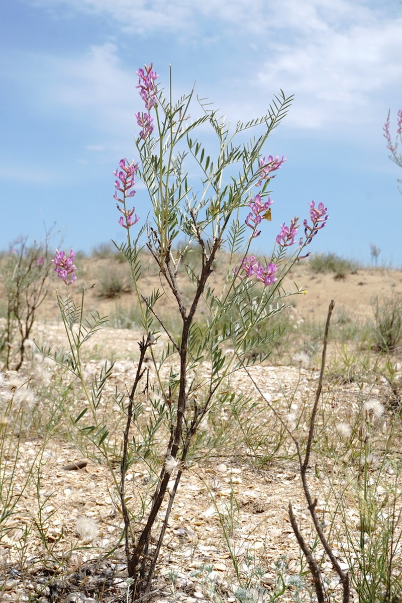 Astragalus barbidens photo 4