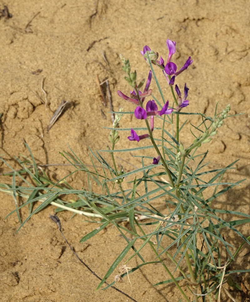 Astragalus barbidens photo 5