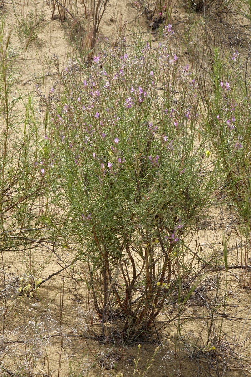 Astragalus barbidens photo 6