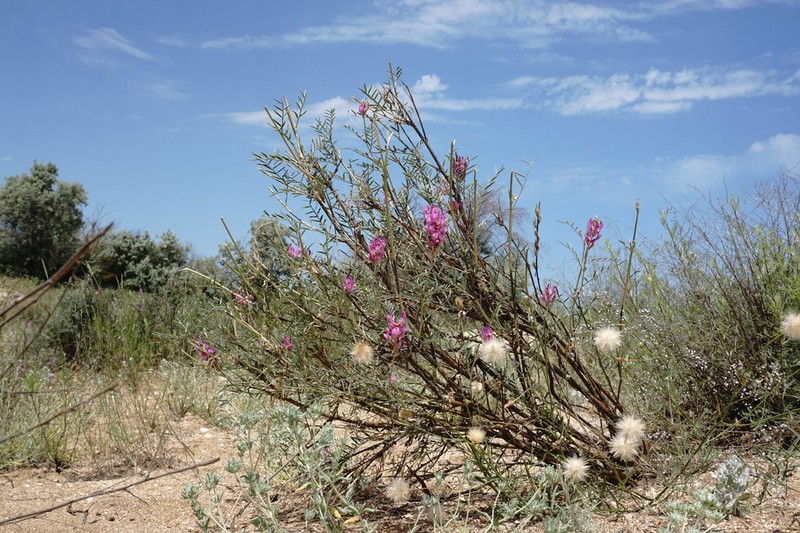Astragalus barbidens photo 7