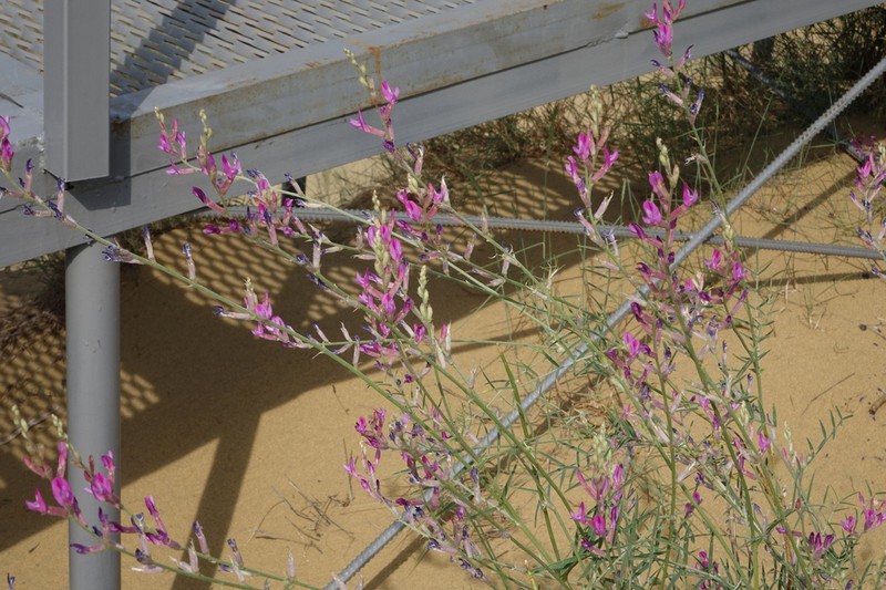 Astragalus barbidens photo 8