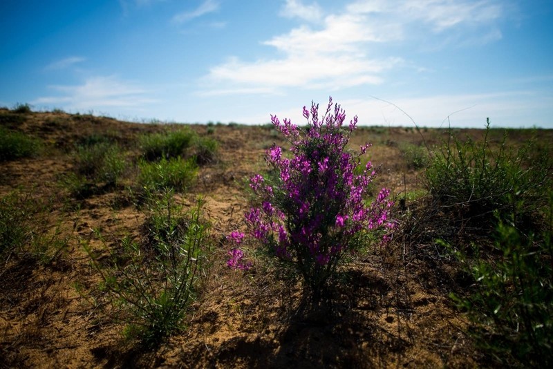 Astragalus barbidens