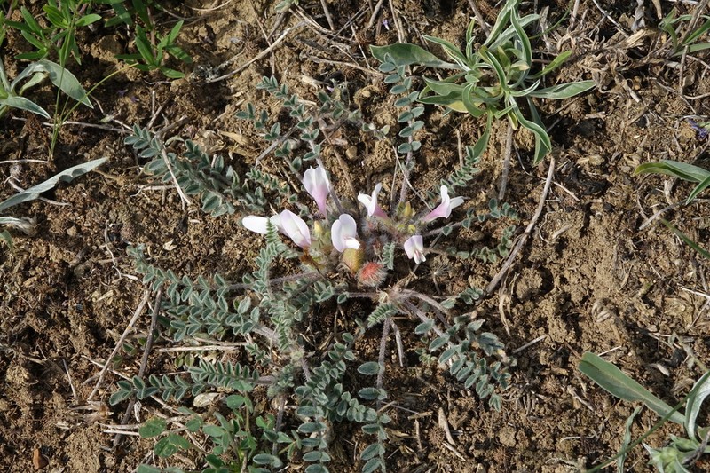Astragalus barnassari photo 2