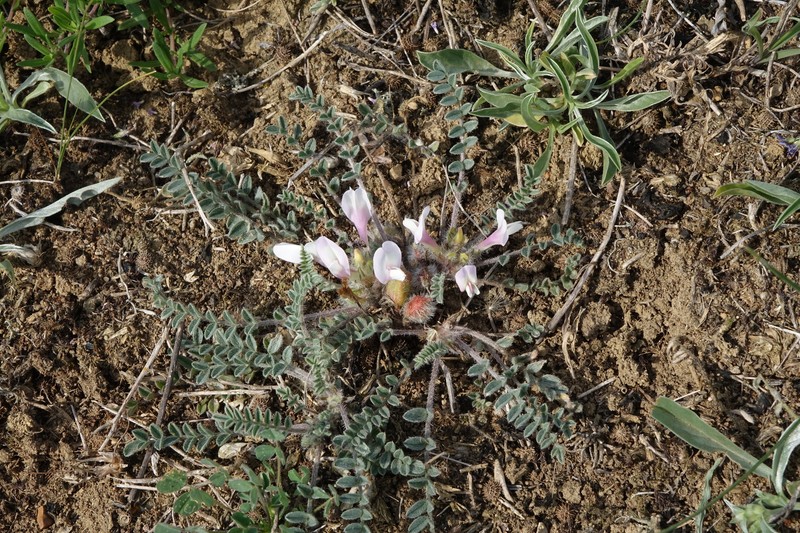 Astragalus barnassari photo 3