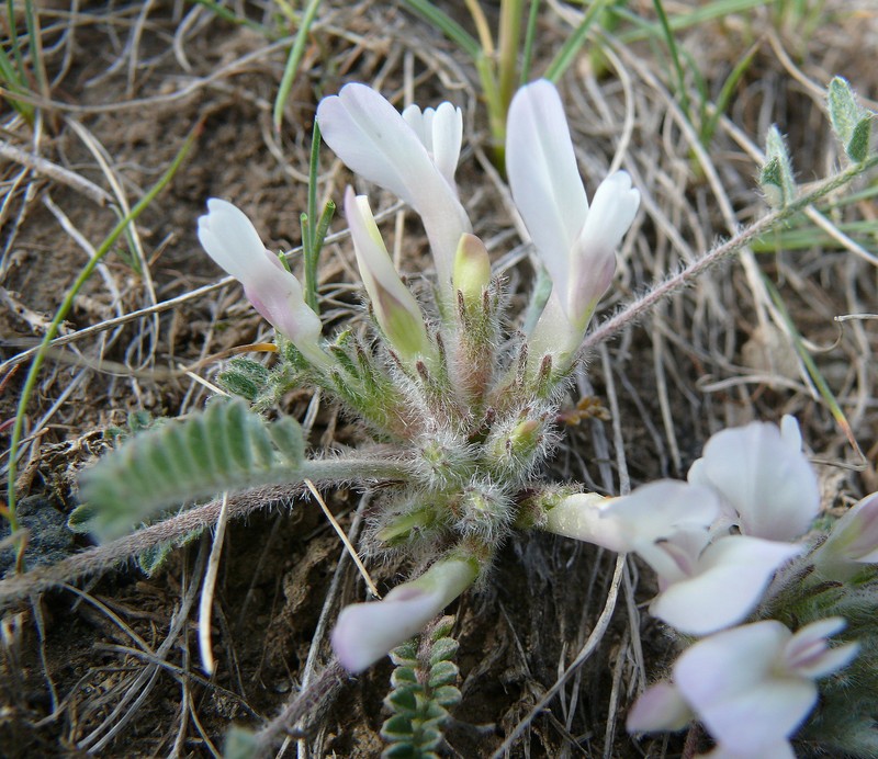 Astragalus barnassari photo 4