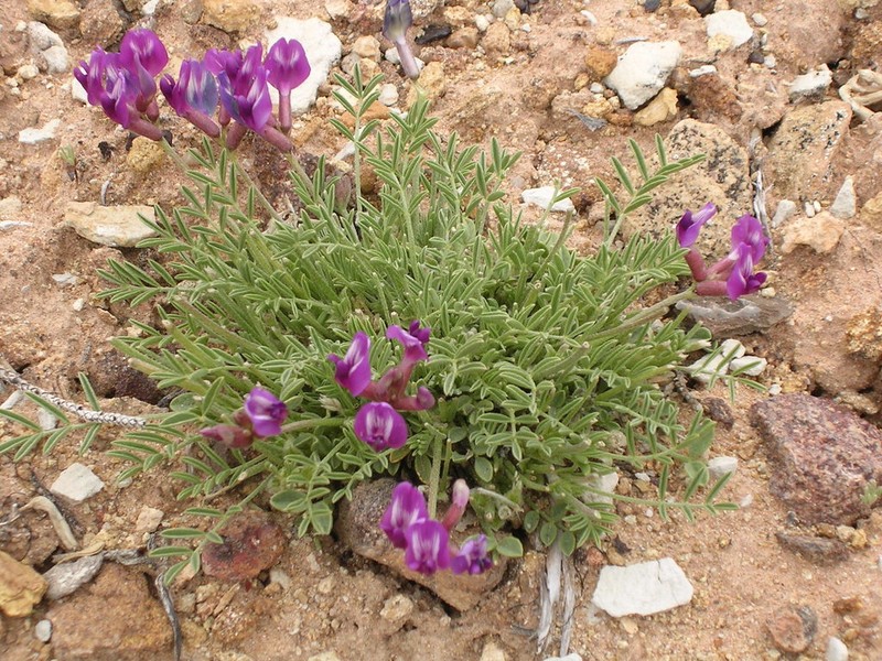 Astragalus barnebyi