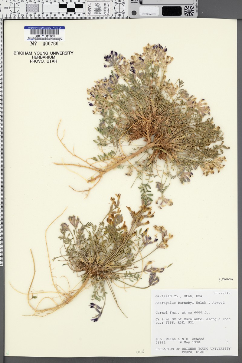 Astragalus barnebyi photo 3