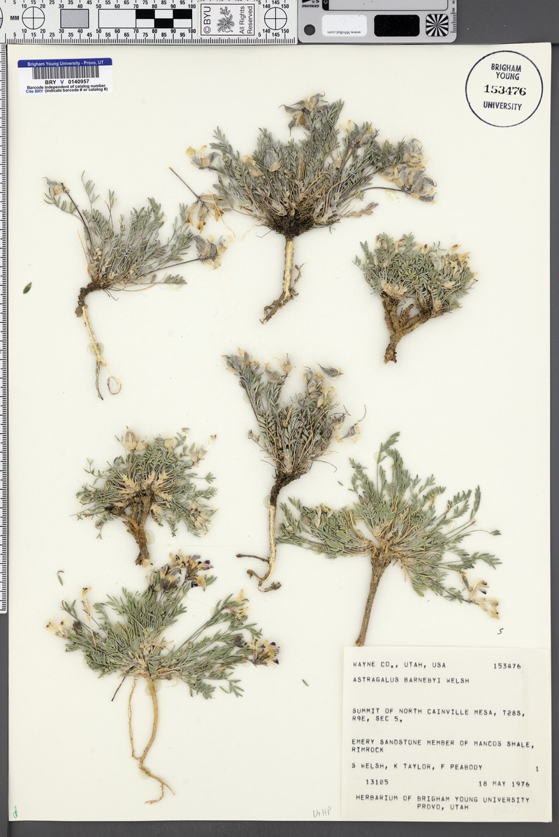 Astragalus barnebyi photo 4