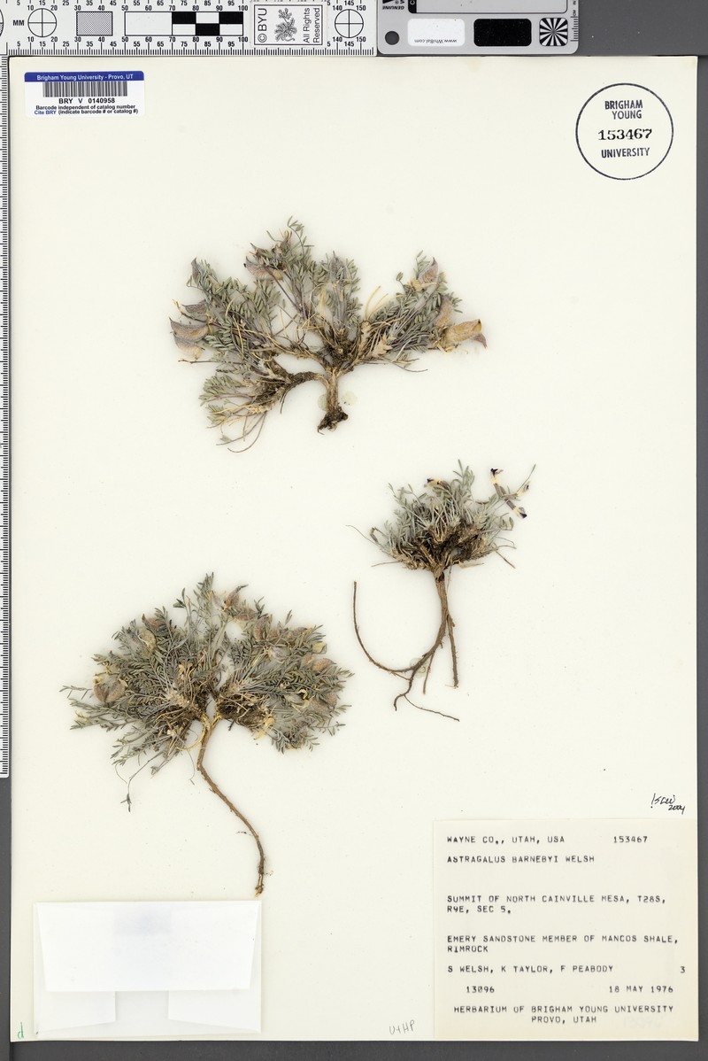 Astragalus barnebyi photo 5