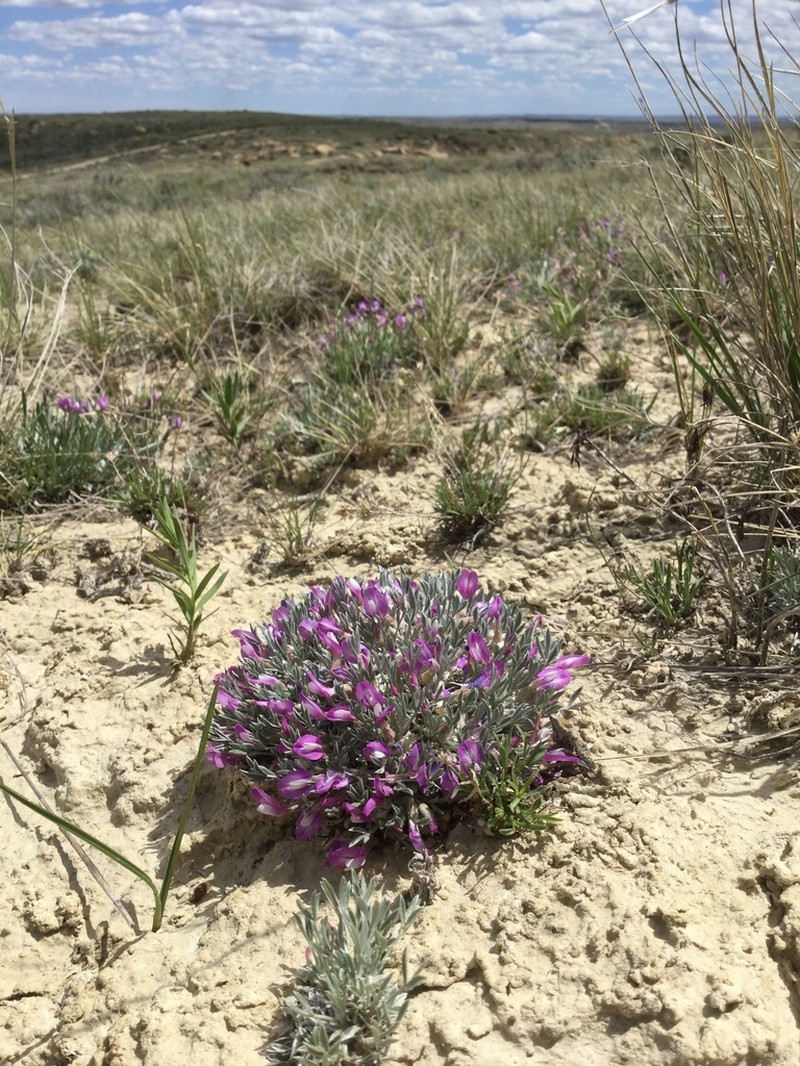 Barr's Milkvetch photo 2