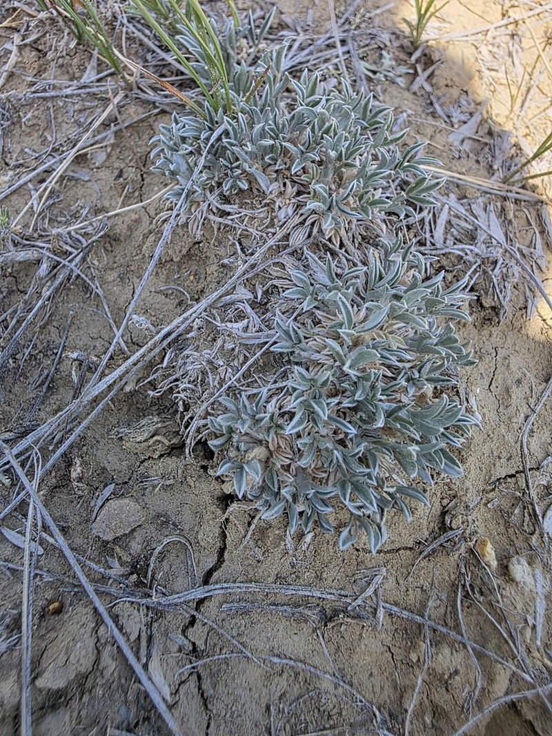 Barr's Milkvetch photo 4